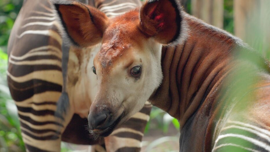 Okapi