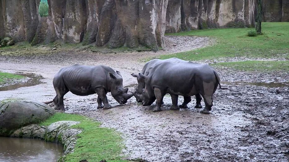 Still uit Het Echte Leven in de Dierentuin