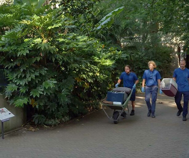 Verzorgers helpen mee met het uitzetten van vale gieren op Sardinië Bij Ons in de Dierentuin
