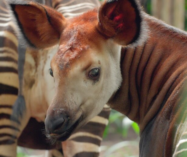 Het Echte Leven in de Dierentuin toont de geboorte van een okapi