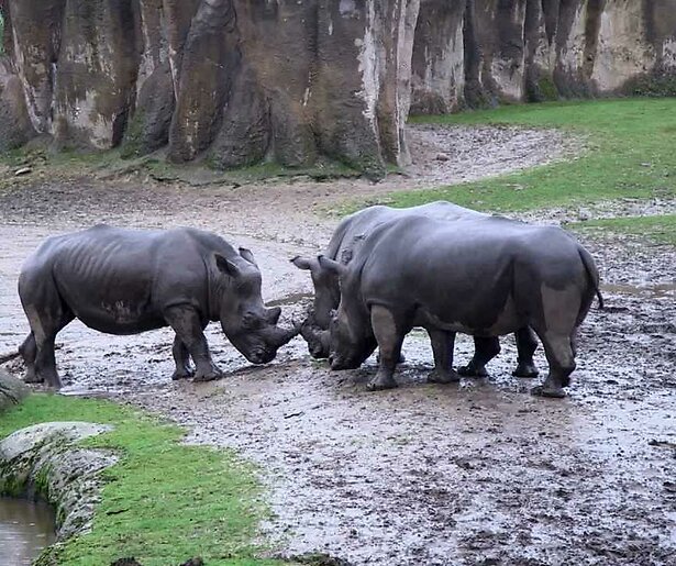 Een paar energieke witte neushoornmannetjes komen voorbij in Het Echte Leven in de Dierentuin