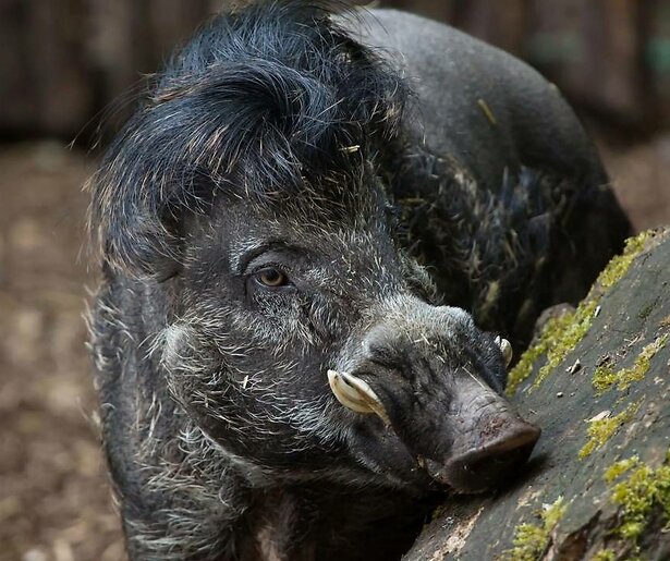 Het Echte Leven in de Dierentuin zoomt in op de zeldzame visayawrattenbiggetjes