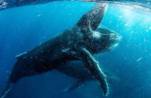 Videosnack: Schitterende trailer van Our Planet