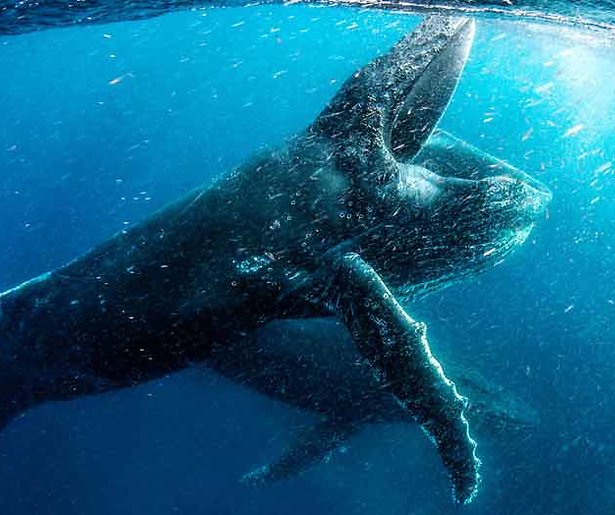 Videosnack: Schitterende trailer van Our Planet