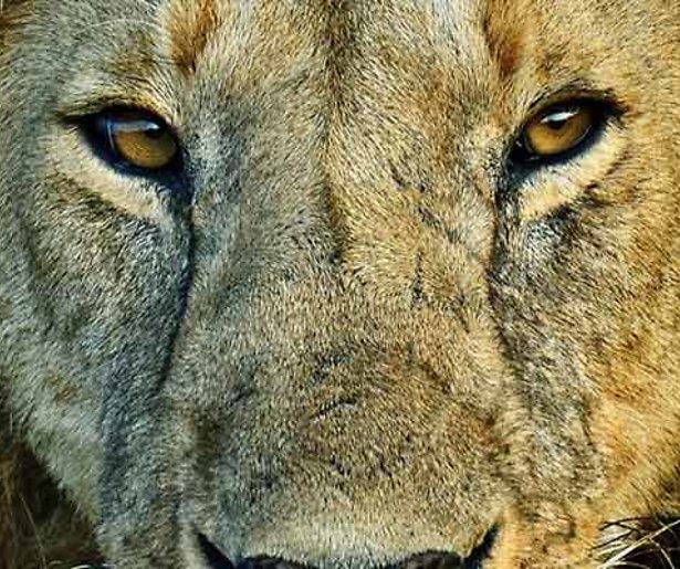 Februari is Big Cat Month bij National Geographic