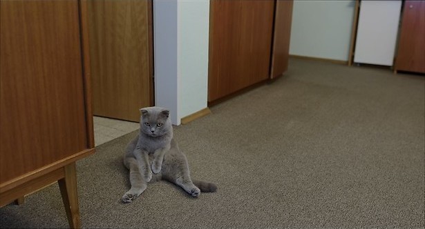 Onvoorwaardelijke liefde voor twee katten