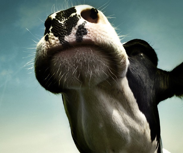 Geautomatiseerde melkmachines met desastreuze gevolgen