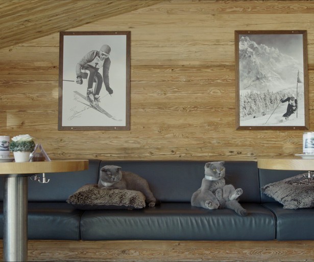 Onvoorwaardelijke liefde voor katten