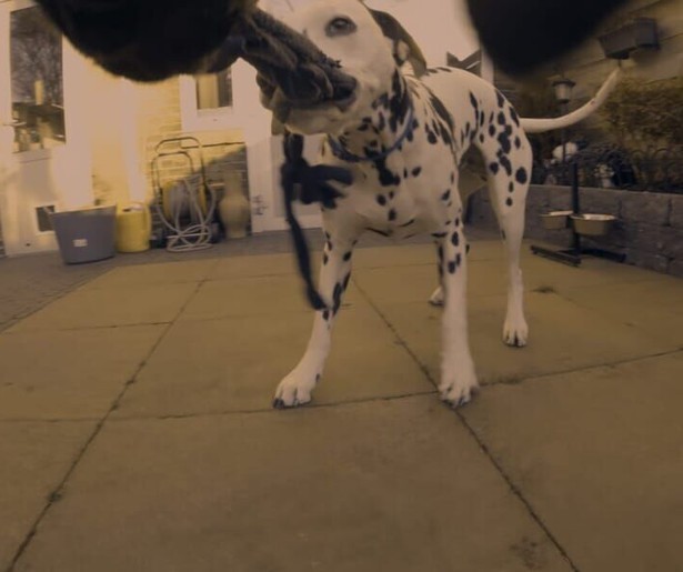 2Doc belicht hoe dieren de jaarwisseling ervaren