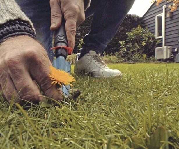 De obsessie van de mens met zijn gazon in beeld