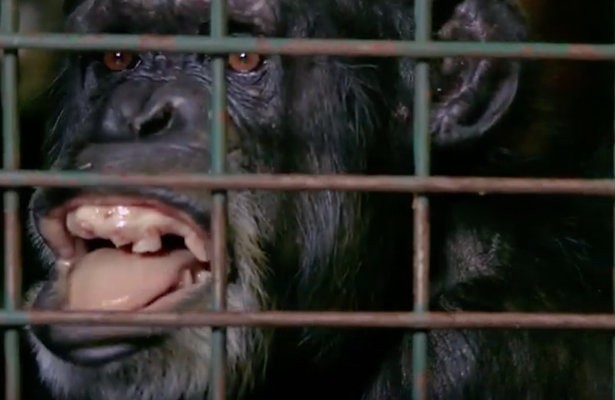 Videosnack: Aap Rosie heeft de pest aan dierenarts