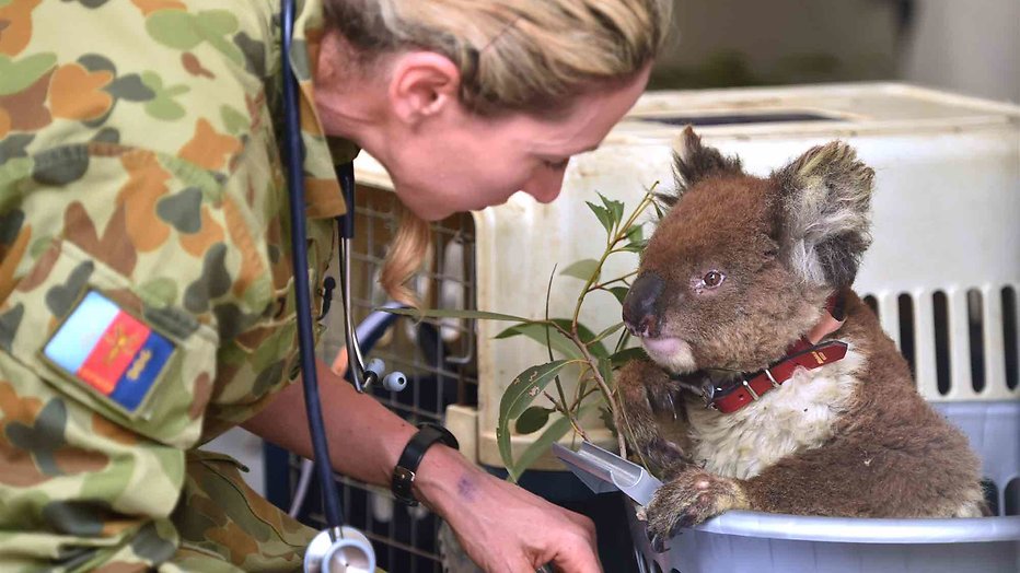 Geredde koala Geredde koala