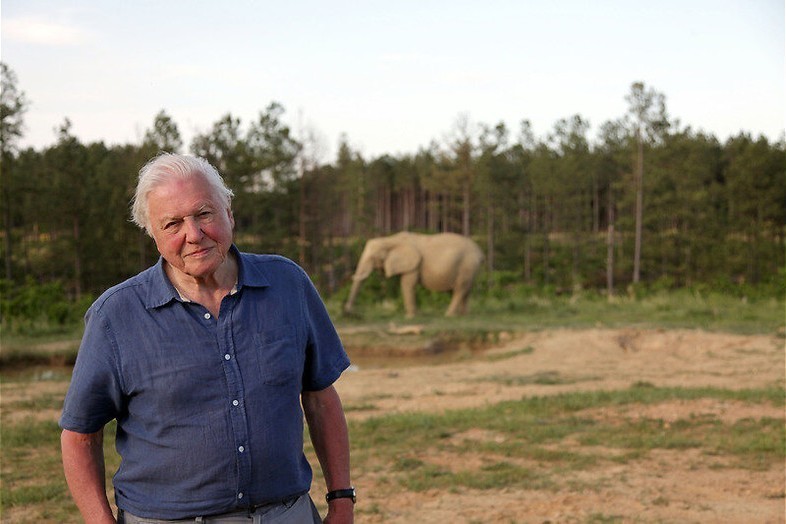Attenborough and the giant elephant - de gigantische Jumbo