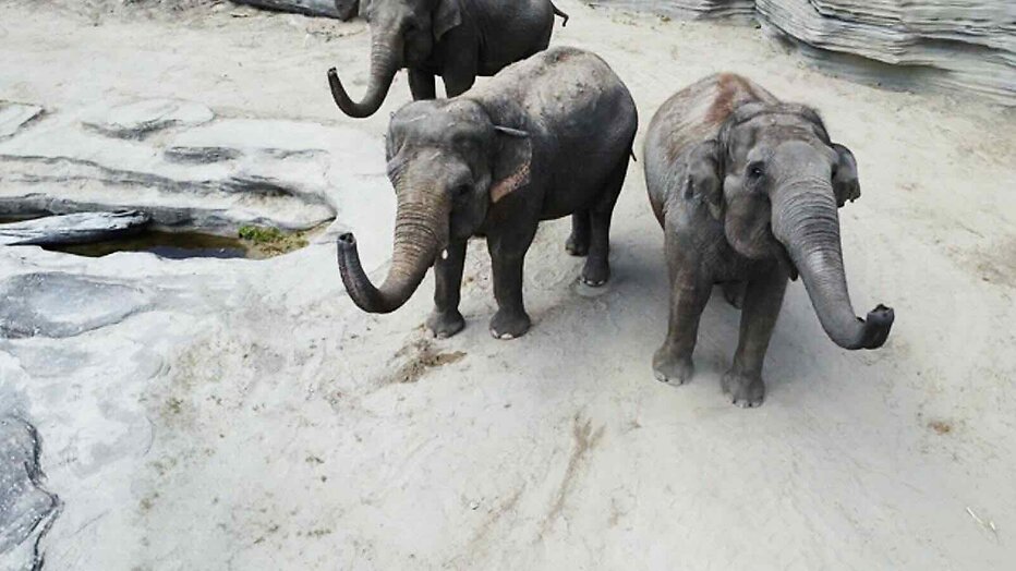 Still uit Het Echte Leven in de Dierentuin