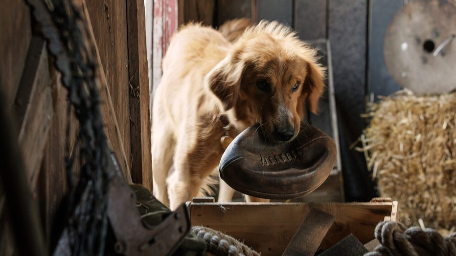 Still uit A Dog's Purpose