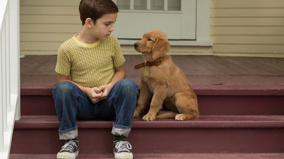 Bryce Gheisar in A Dog's Purpose Bryce Gheisar in A Dog's Purpose