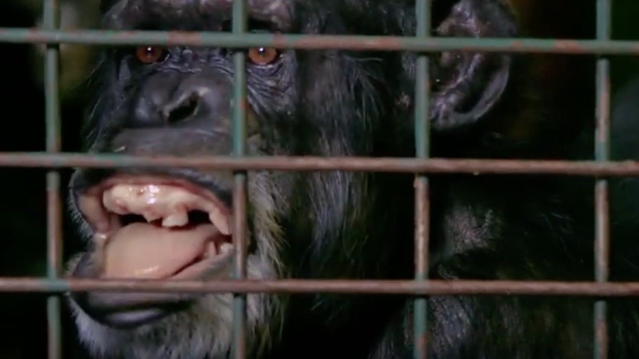 Chimpansee Rosie Chimpansee Rosie