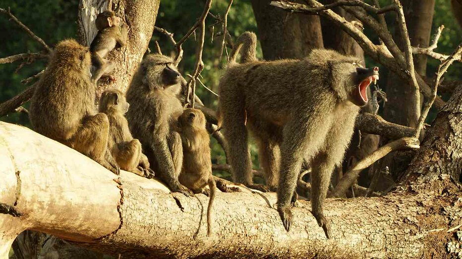 Serengeti Serengeti