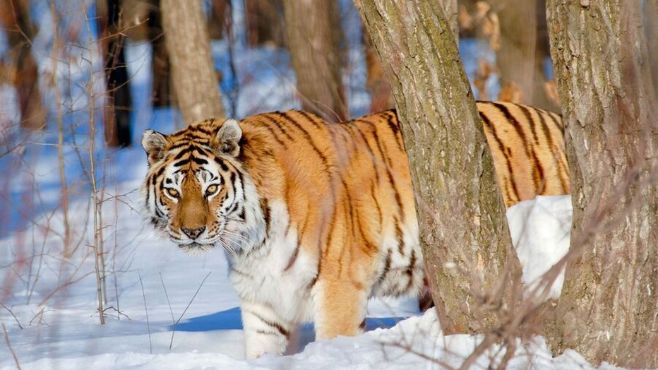 Tijger Tijger