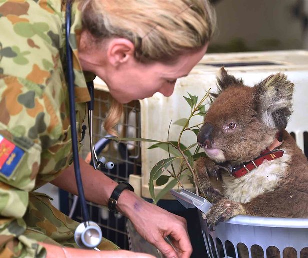 TV-actie voor de koala's in Australië