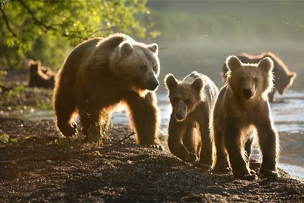 Kamelen zoeken water in A perfect planet