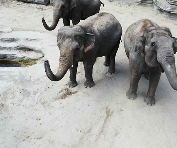 Wildlands en Ouwehands Dierenpark openen de deuren in nieuw seizoen Het Echte Leven in de Dierentuin