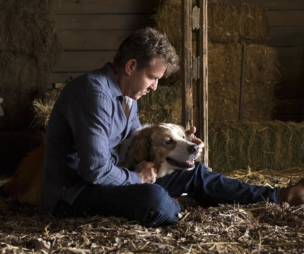 Hond Bailey verlangt terug naar zijn oude baasje in A Dog's Journey in Viaplay TV