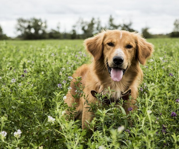 Een hond met meerdere levens