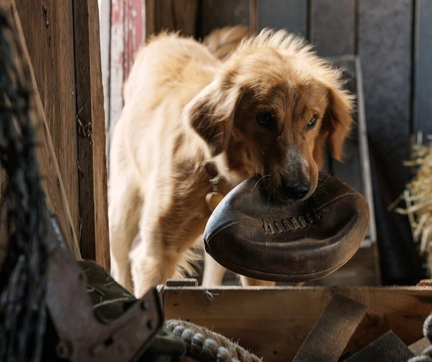 Hond Bailey blijkt meerdere levens te hebben in A Dog's Purpose