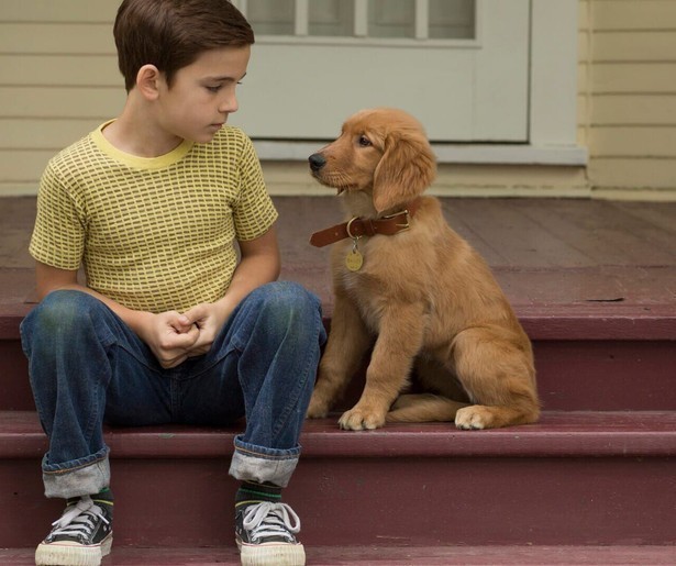 Hond Bailey heeft nog wat te doen ook in A Dog's Purpose