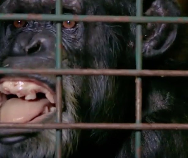 Videosnack: Aap Rosie heeft de pest aan dierenarts