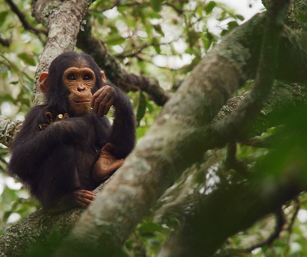 De TV van gisteren: Earth from space schiet naar miljoen kijkers