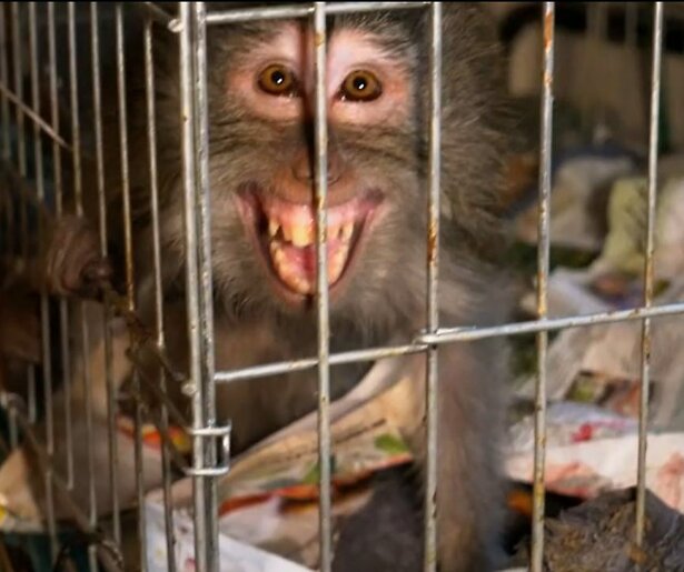 Opmerkelijke tv: aap wordt na 19 jaar bevrijd uit slaapkamer in Jungle In Huis