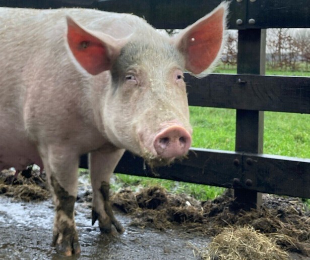 Andere Tijden Special zoomt in op de varkenshouderij