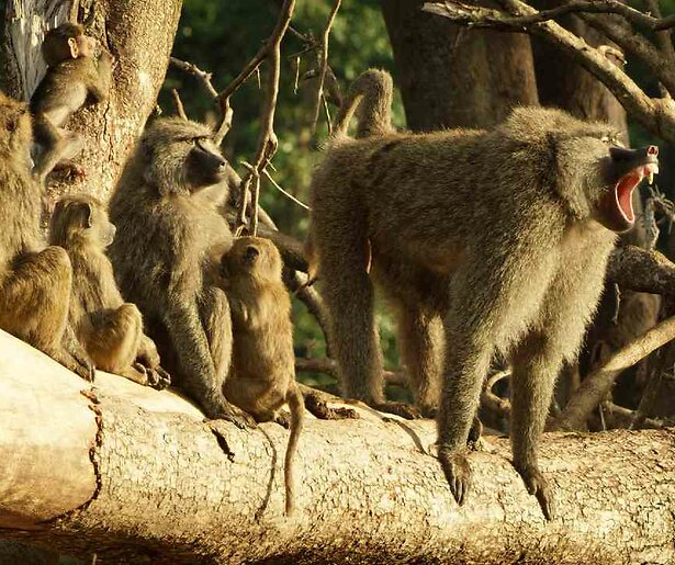 Baviaan BIbi wordt verbannen in nieuwe aflevering Serengeti