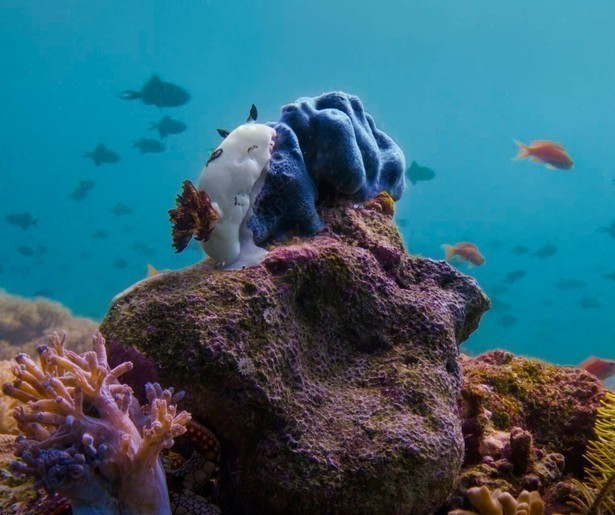 De prachtige natuurdocumentaireserie Asia maakt zijn debuut op NPO 1