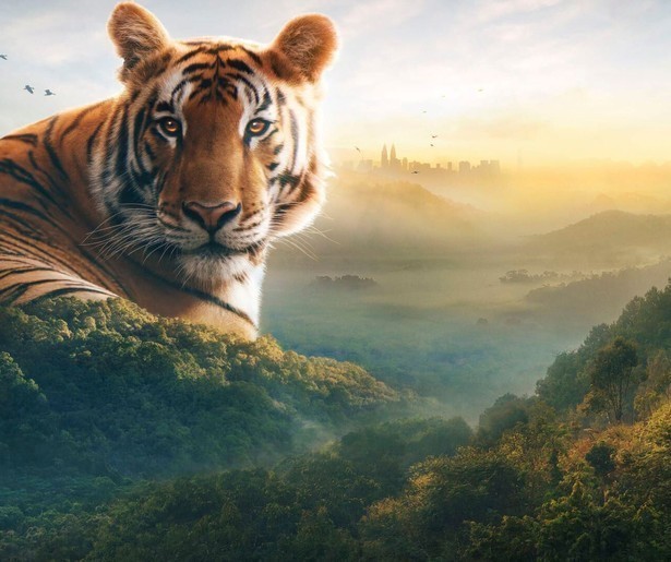 Sir David Attenborough reist af naar de regenwouden van Borneo en Maleisië in Asia