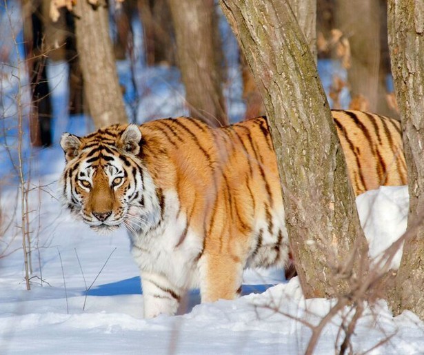 Dieren proberen te overwinteren in de natuurdocumentaire Asia