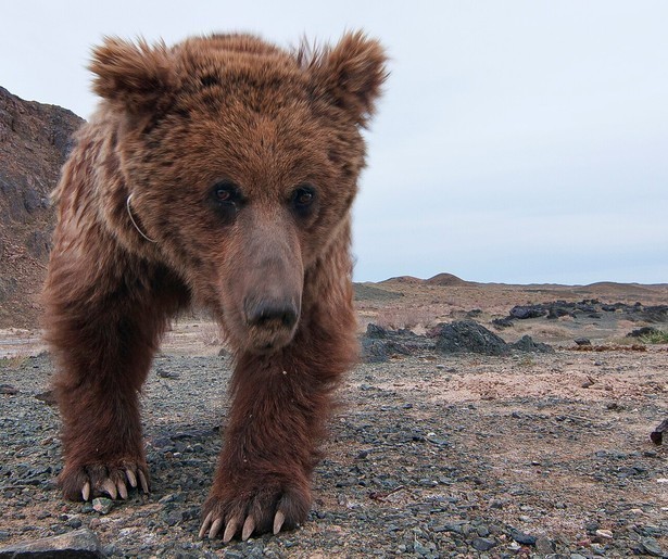 De makers van Asia brengen de zeldzame Gobibeer in beeld