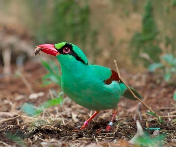 De slotaflevering van Asia staat niet in het teken van dieren maar mensen