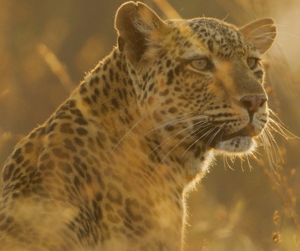 Nieuwe natuurserie Kingdom van David Attenborough neemt kijkers mee naar Zambia