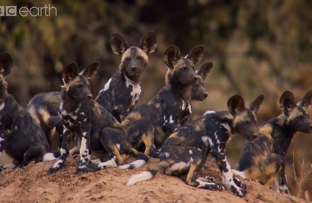 Videosnack: Genieten van Dynasties met David Attenborough