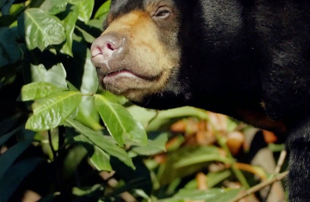 Videosnack: Honingbeer ziet voor het eerst weer bomen