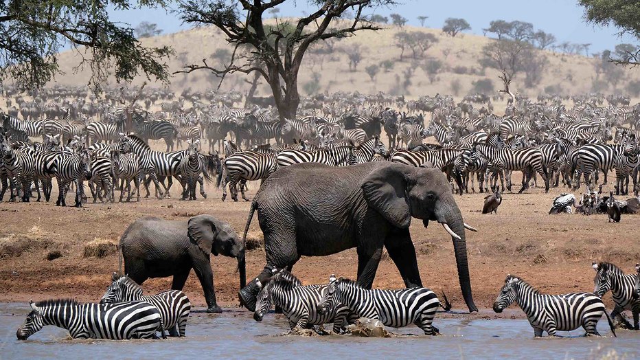 BBC Wildlife BBC Wildlife