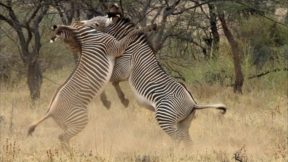 Zebra Zebra