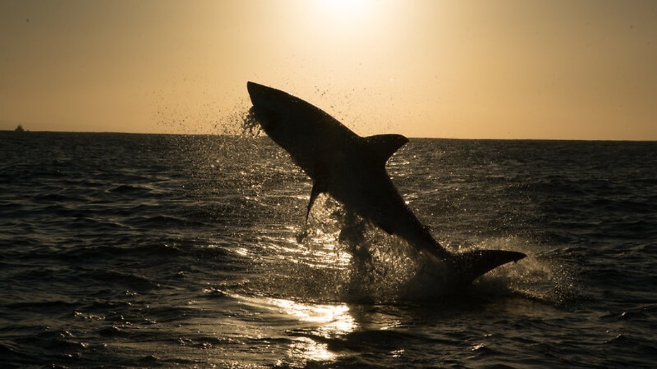 De grootste haaibaai ter wereld