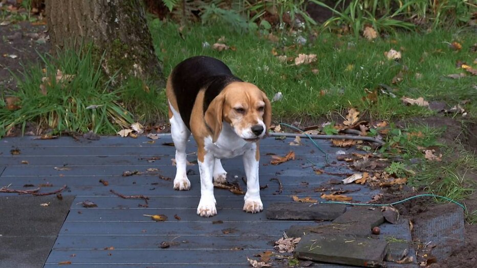 Beagle Babs in Chateau Meiland.