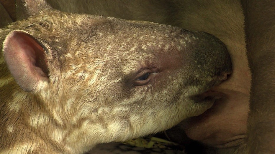 Still uit Bij Ons in de Dierentuin
