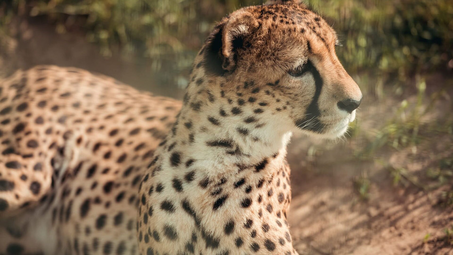 Jaguar in Bij Ons in de Dierentuin