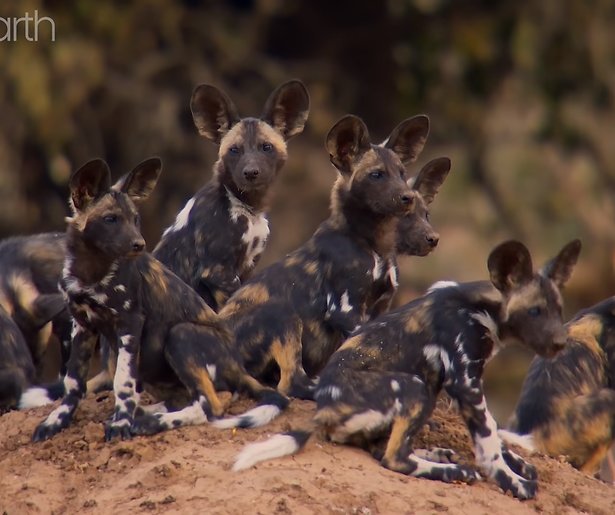 Videosnack: Genieten van Dynasties met David Attenborough